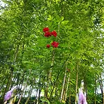 Greenslo 류블랴나