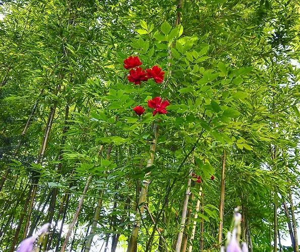 Greenslo ليوبليانا